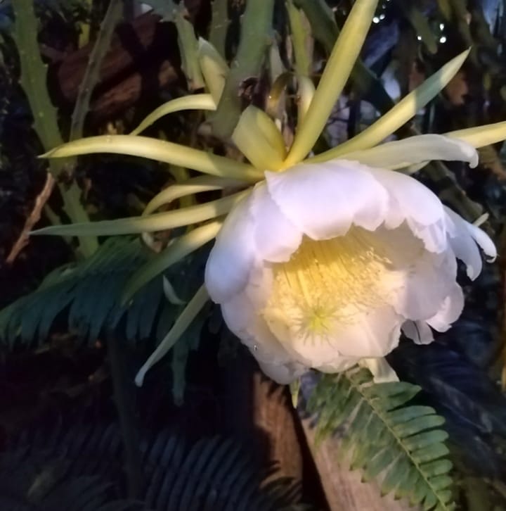 Gran flor blanca de cactus con centro amarillo, abierta de noche entre helechos del jardín.