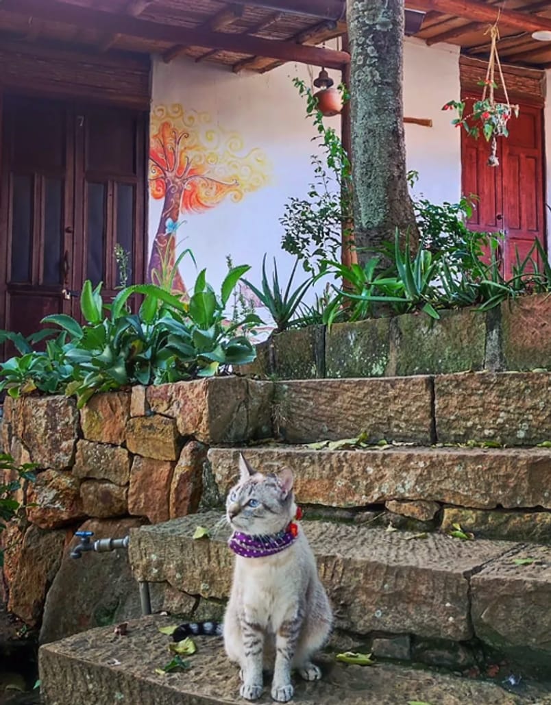 Gato de pelaje claro con collar morado sentado en escalones de piedra; detrás, plantas, un árbol pintado en la pared blanca y puertas rojas de madera.