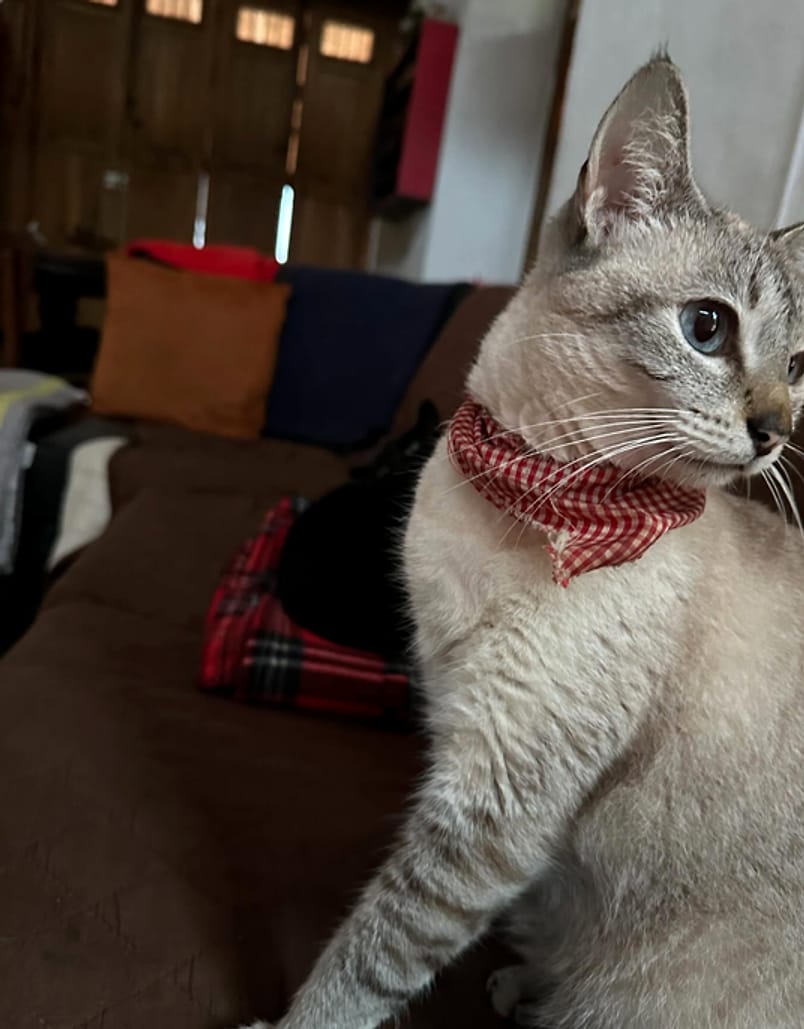 Gato de pelaje claro y ojos azules con una pañoleta roja de cuadros, sentado en un sofá marrón; al fondo, un gato negro duerme sobre una manta roja de cuadros.