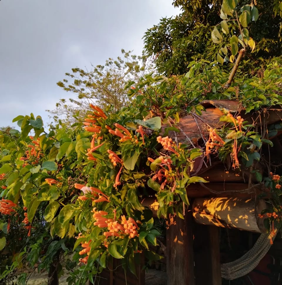 Enredadera de flores naranjas en forma de trompeta sobre una estructura de madera con techo de teja; debajo cuelga una hamaca, con la luz baja de la tarde.